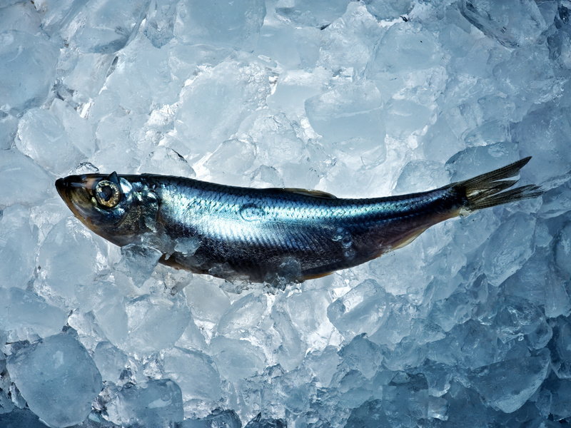 atlantic herring